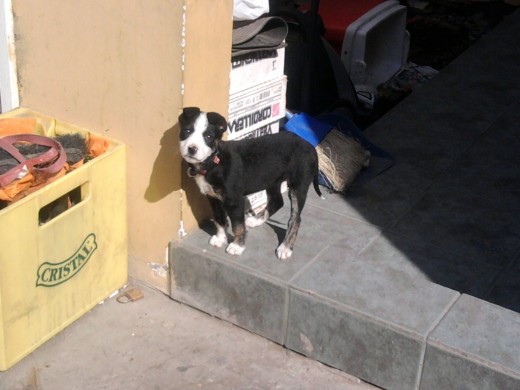 Mestiza Pitbull+Dogo Argentino